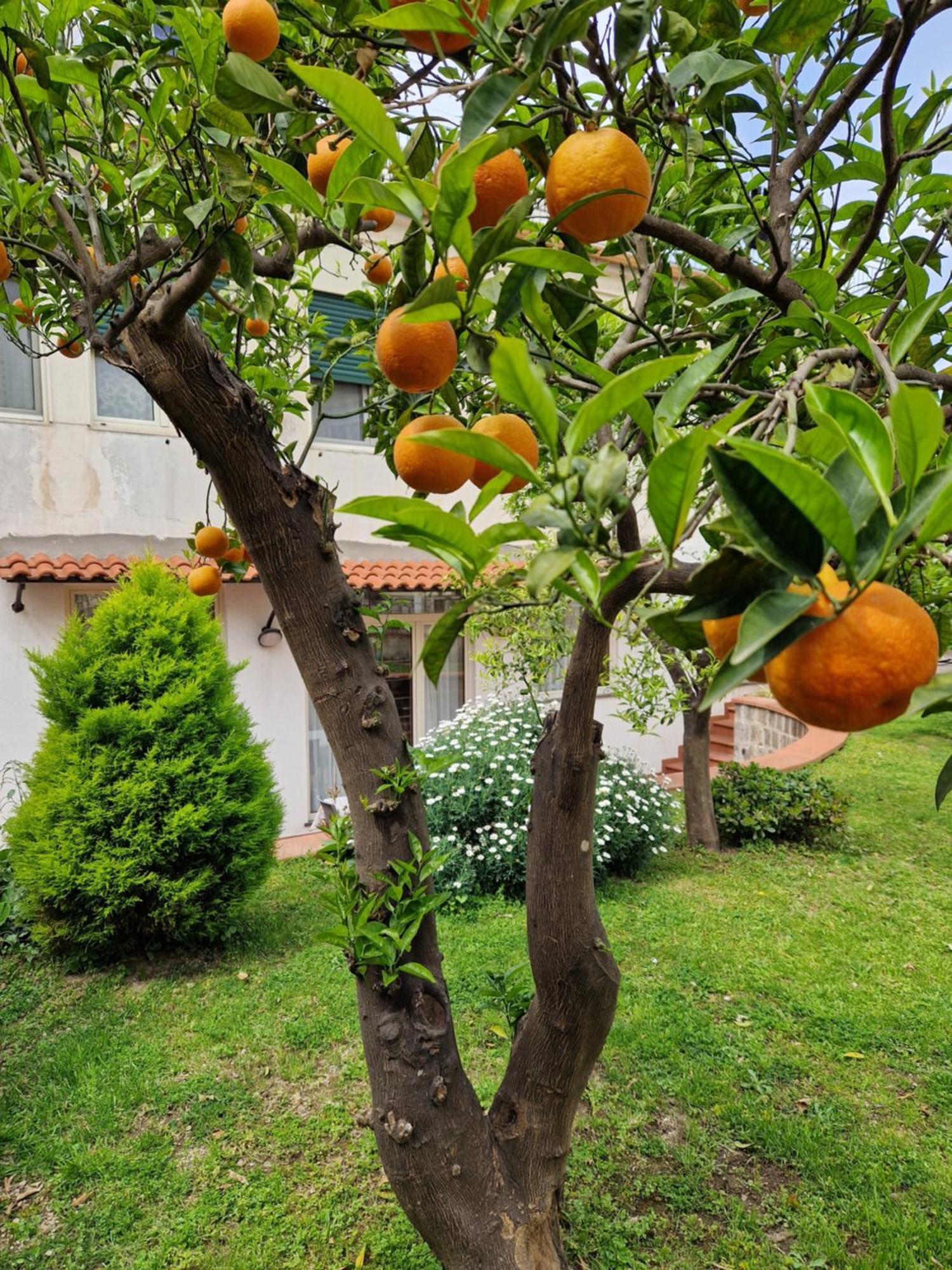 شقة Il Giardino Dei Gigli ميتا المظهر الخارجي الصورة